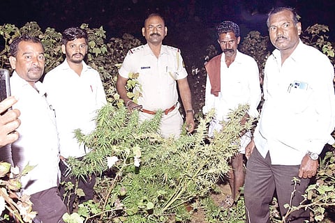 26112022 arakera ganja seeze