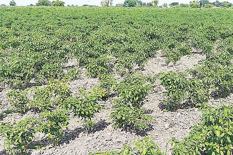 29112022 devadurga chilli crop