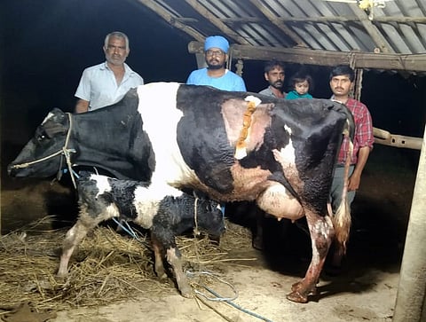ಗರ್ಭ ಧರಿಸಿದ ಹಸುವಿಗೆ ಪಶುವೈದ್ಯ ಡಾ. ಚೇತನ್ ಶಸ್ತ್ರಚಿಕಿತ್ಸೆ