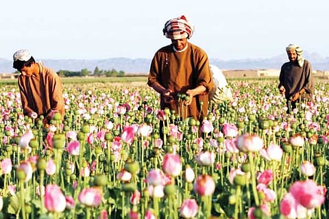 Afghan