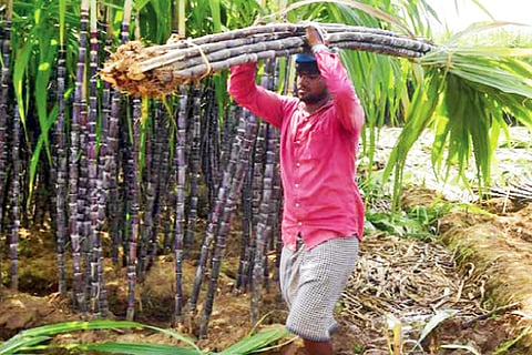 Cane