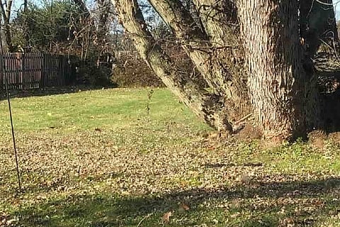Cat Feature