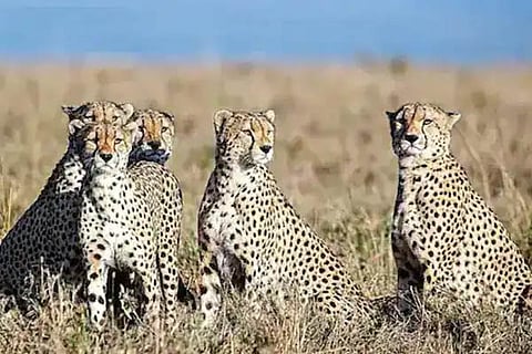 Cheetah
