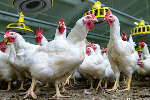 Chicken F