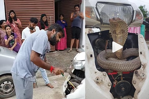 Cobra