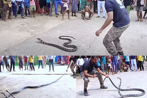 Cobra