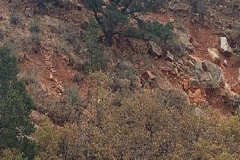 Deer