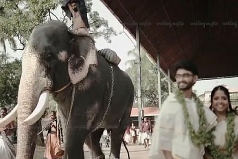 Elephanr