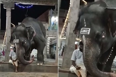 Elephant
