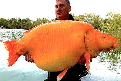 Fish
