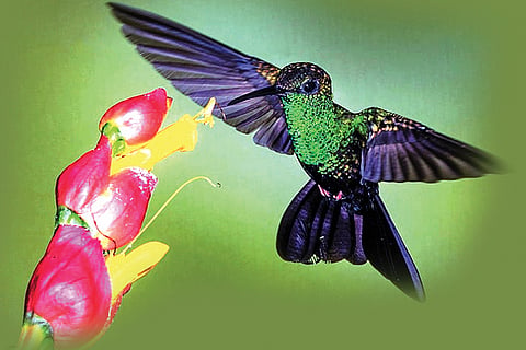 Humming Bird