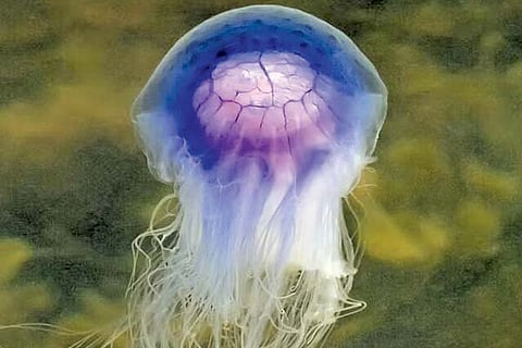 Jelly Fish