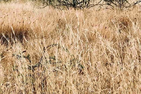 Leopard