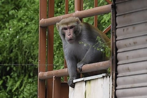 Monkey