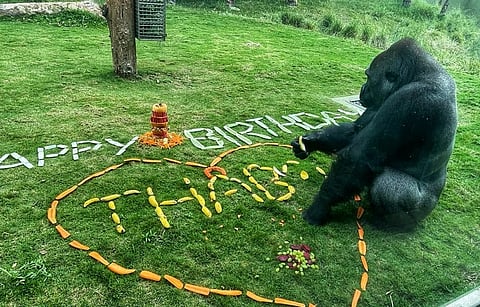 ' the gorilla