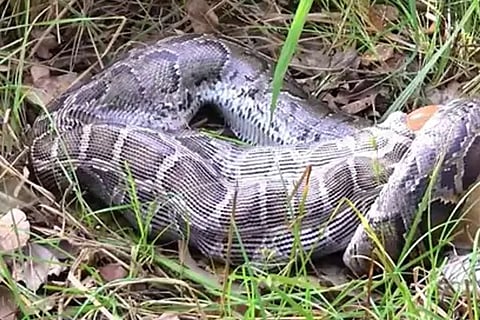 Python