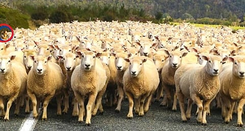 Sheep 2