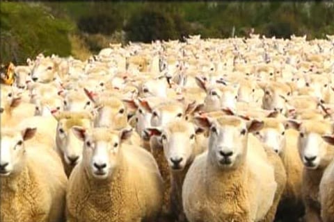 Sheep Wolf