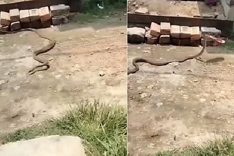Snake