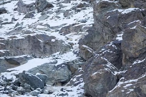 Snow Leapord