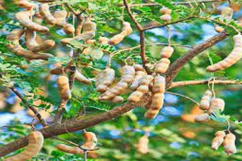 Tamarind