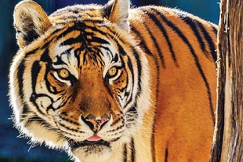 Tiger
