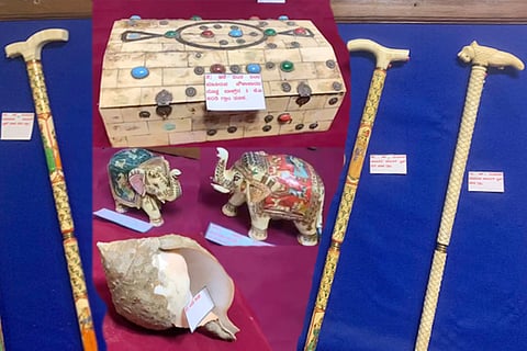 elephant tusk