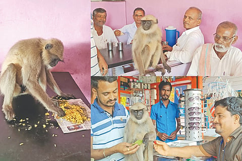 kalburgi monkey