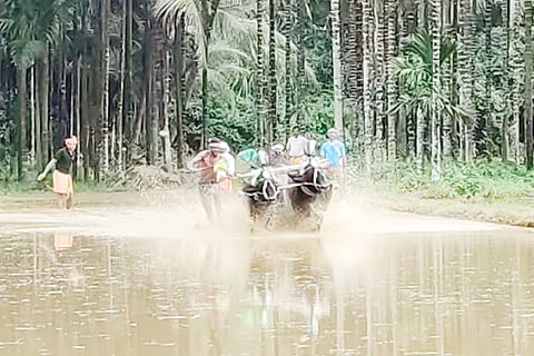 kambala