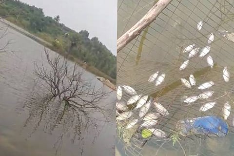 kere fish