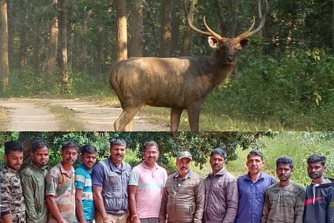 sambar deer