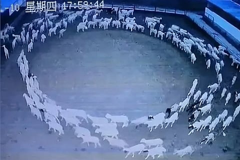 sheep3