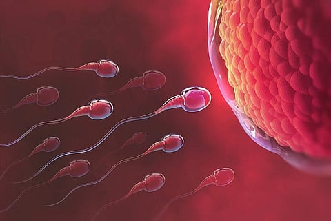 sperm