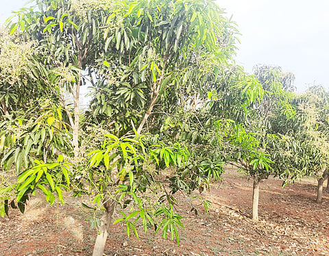 ಹೂವು ಮರಗಳಲ್ಲಿ ಕಾಣಿಸಿಕೊಂಡಿರುವ ಮಾವಿನ ಮರ