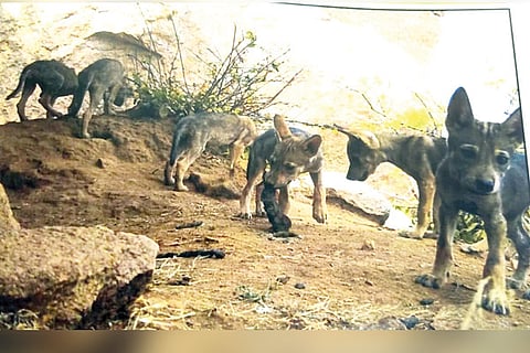 11122022 koppal Wolf Sanctuary