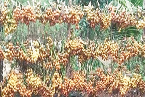11sirsi5