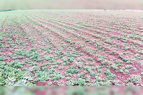 121222 Honagaddi Groundnet Field