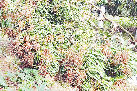 ಮಳೆ ಮತ್ತು ಗಾಳಿಗೆ ಹೂವು ಬಿಟ್ಟ ಮರಗಳ ಕೊಂಬೆಗಳು ಮುರಿದು ಬಿದ್ದಿರುವುದು.
