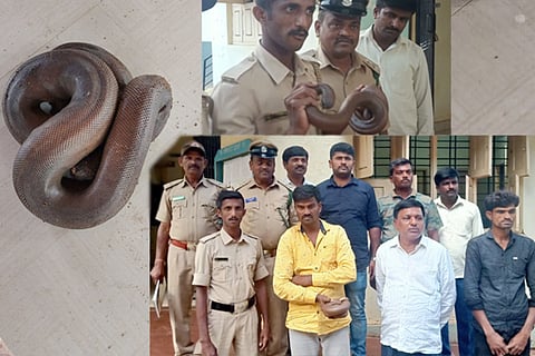 2 head snake