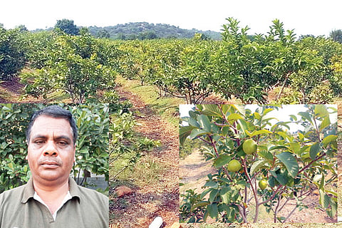 231222 Kannala Guava Crop