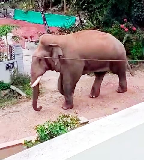 ಮಲೆನಾಡು ಭಾಗದಲ್ಲಿ ಕಾಡಾನೆಗಳ ಹಾವಳಿ