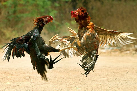 Cock Fight