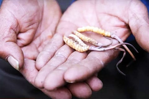Cordyceps