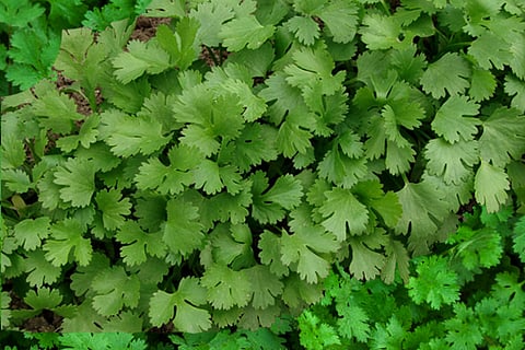 Coriander