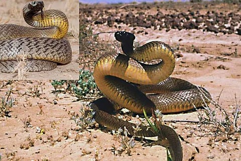 Dangerous Snake