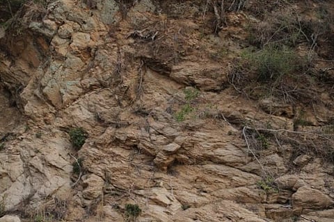 Deer 1