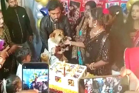 Dog