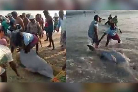 Dolfin