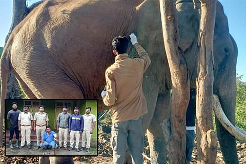 Elephant