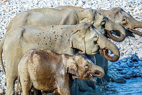 Elephant